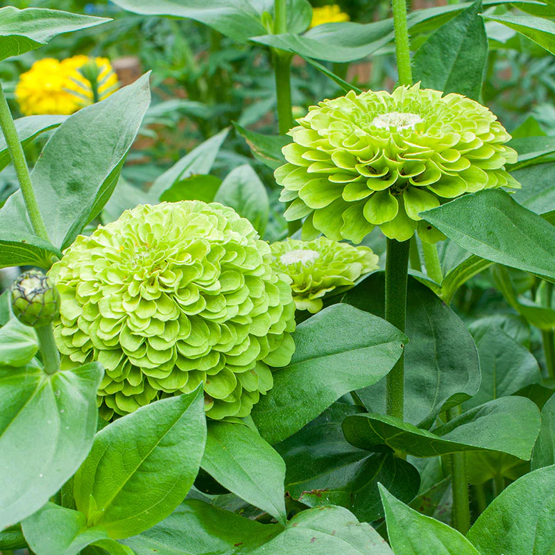 Zinnia 'Benary's Giant Lime' - Image 2