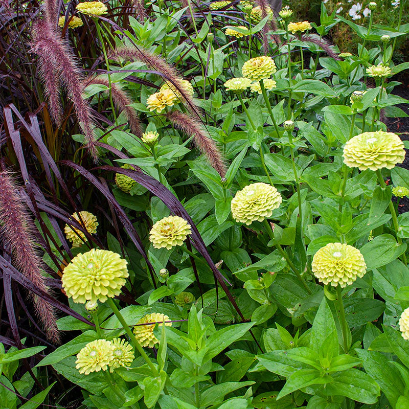 Zinnia 'Benary's Giant Lime' - Image 3