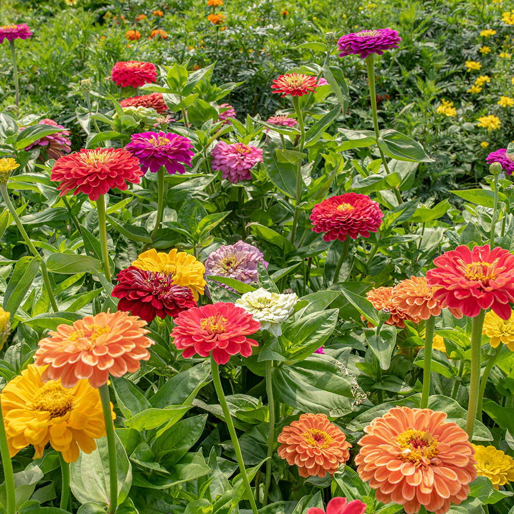 Zinnia 'Benary's Giant Mix' - Image 2