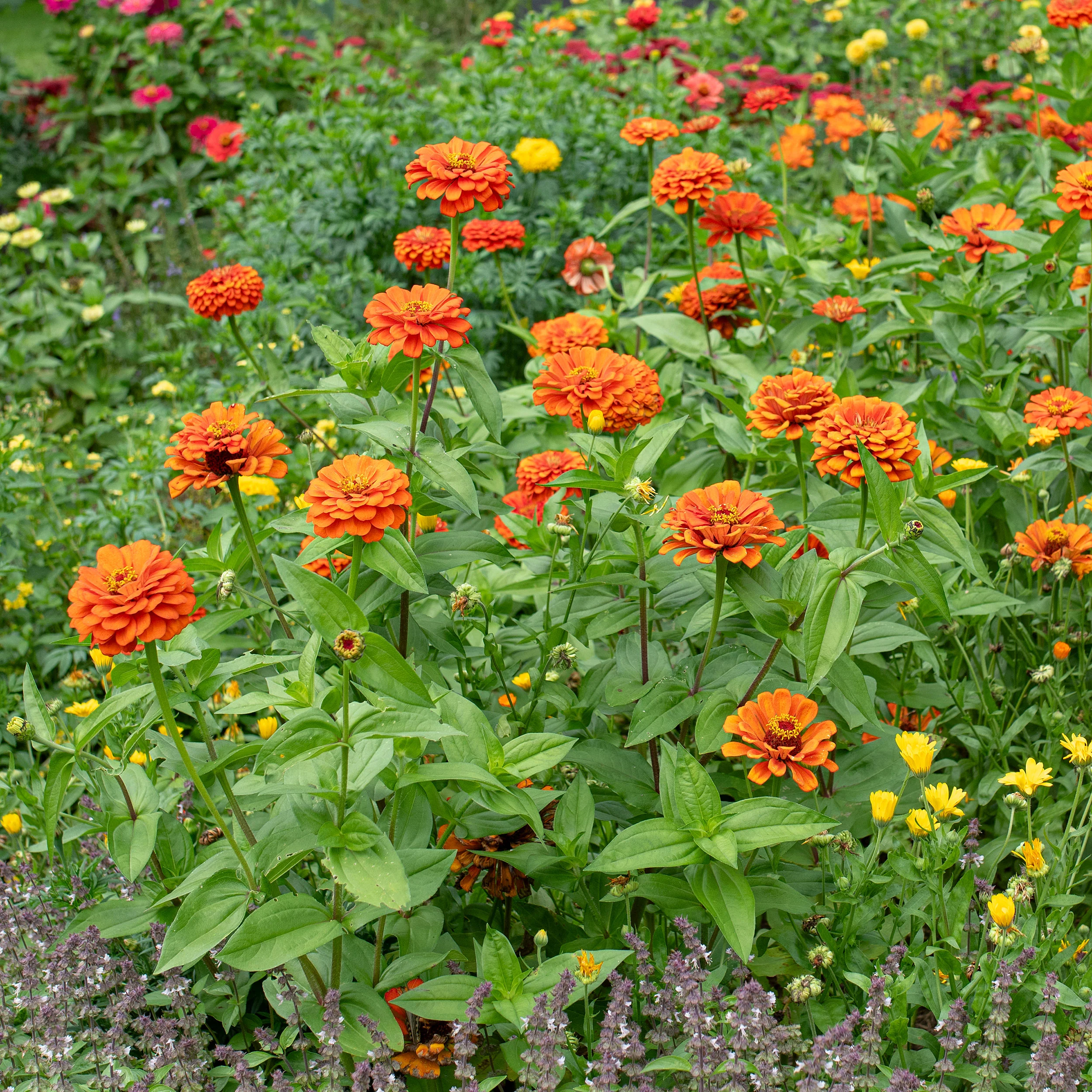 Zinnia 'Benary's Giant Orange' - Image 2