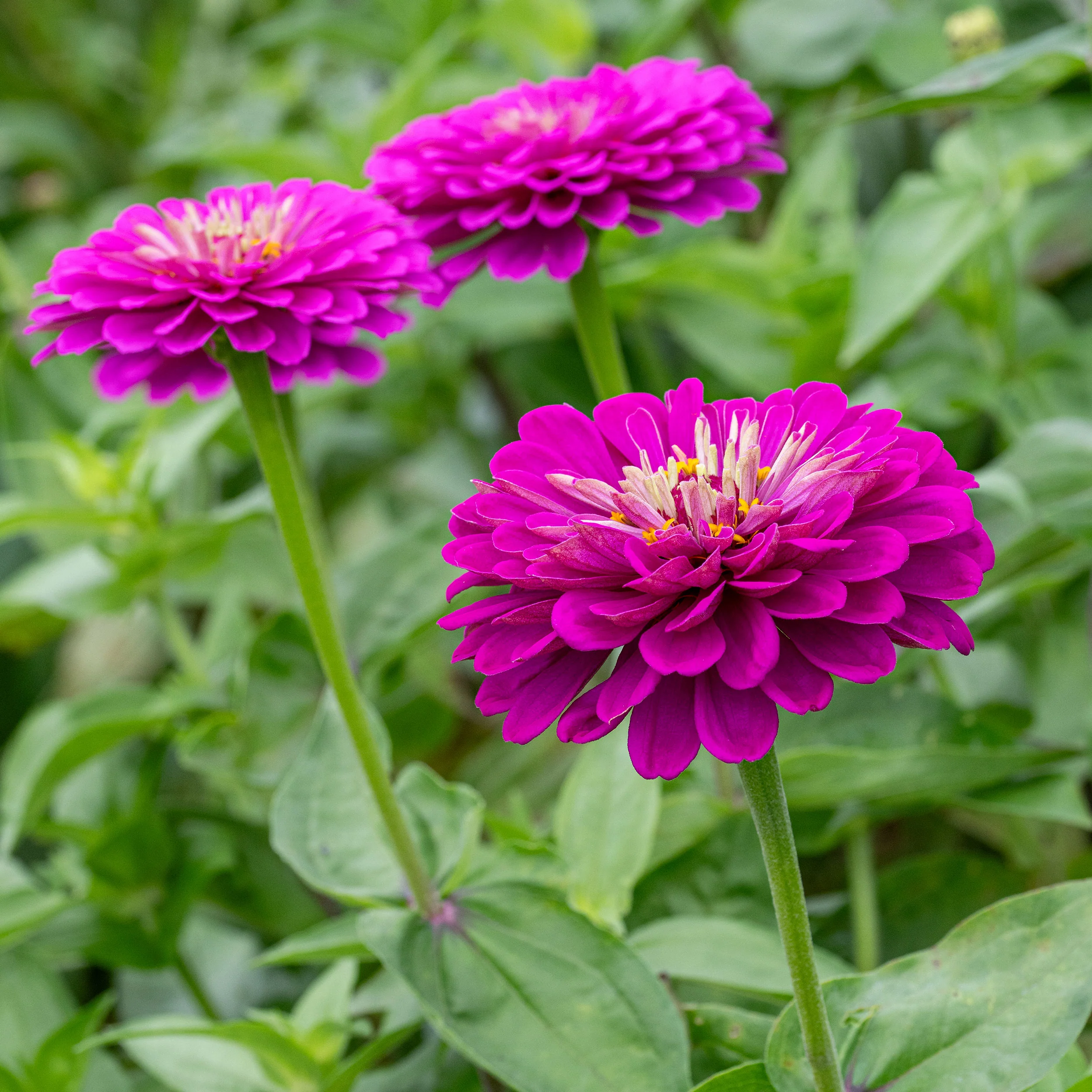 Zinnia 'Benary's Giant Purple' - Image 2