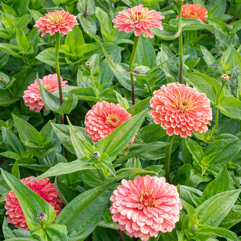 Zinnia 'Benary's Giant Salmon Rose' - Image 2