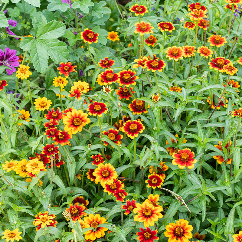 Zinnia 'Chippendale' - Image 2