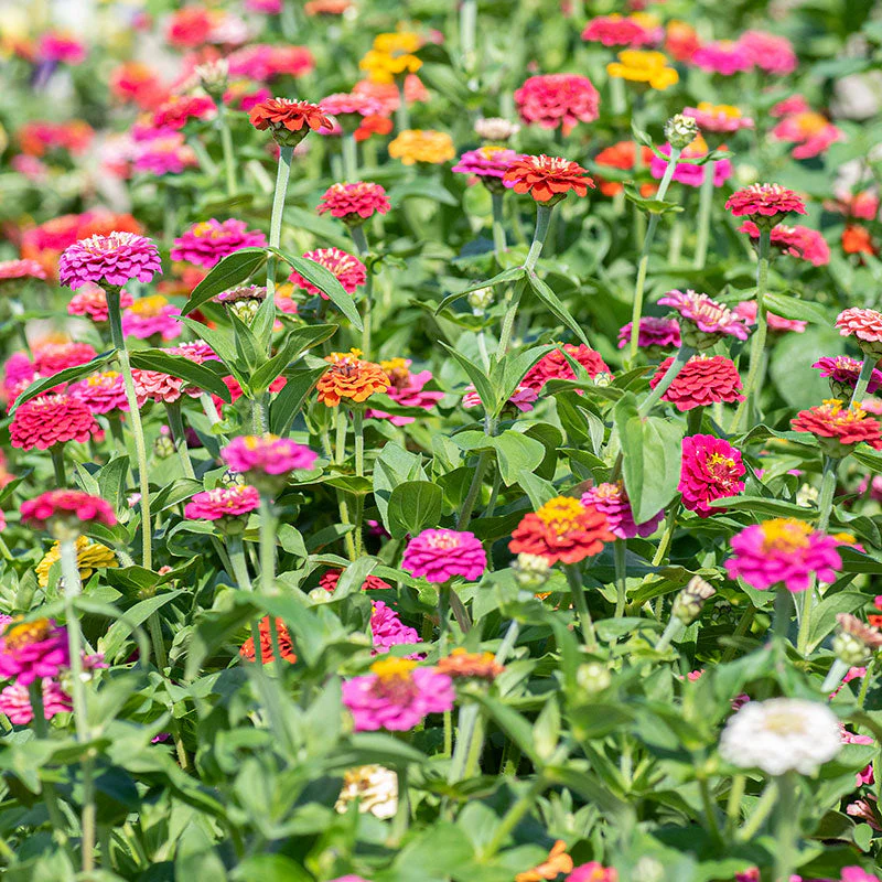 Zinnia 'Cupid Mix' - Image 2