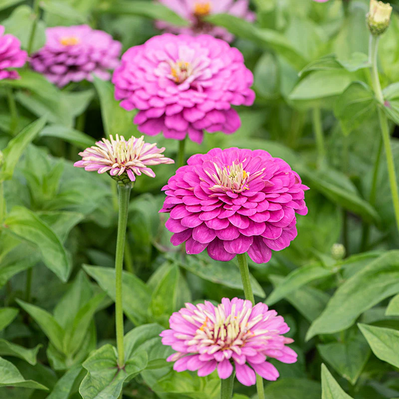 Zinnia 'Dream' - Image 2