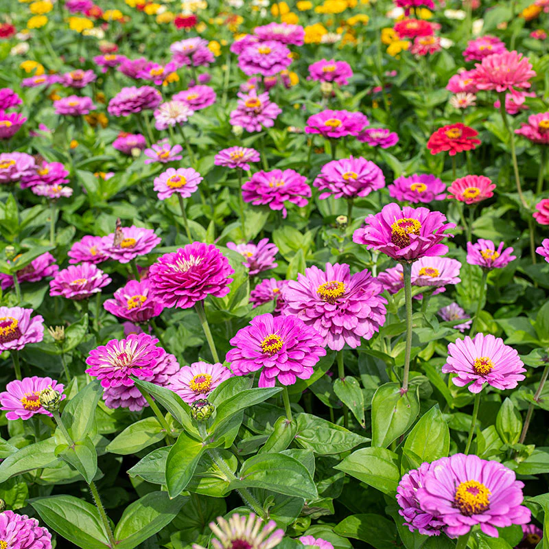 Zinnia 'Dream' - Image 3