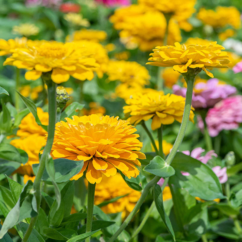 Zinnia 'Golden State' - Image 2