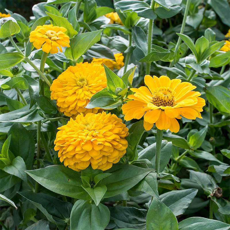 Zinnia 'Golden State' - Image 3