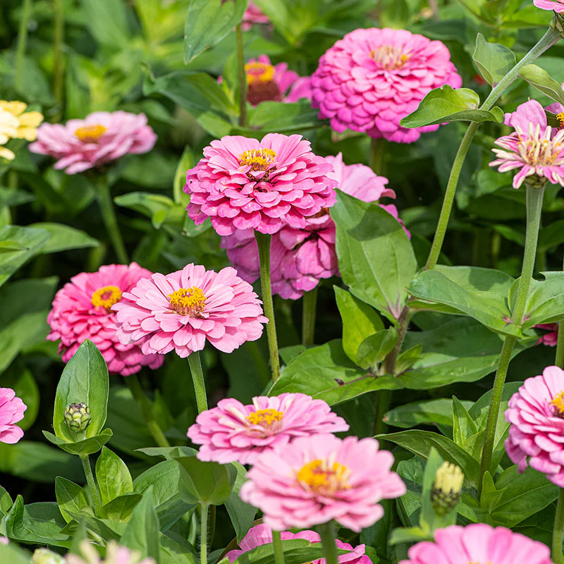 Zinnia 'Illumination' - Image 2