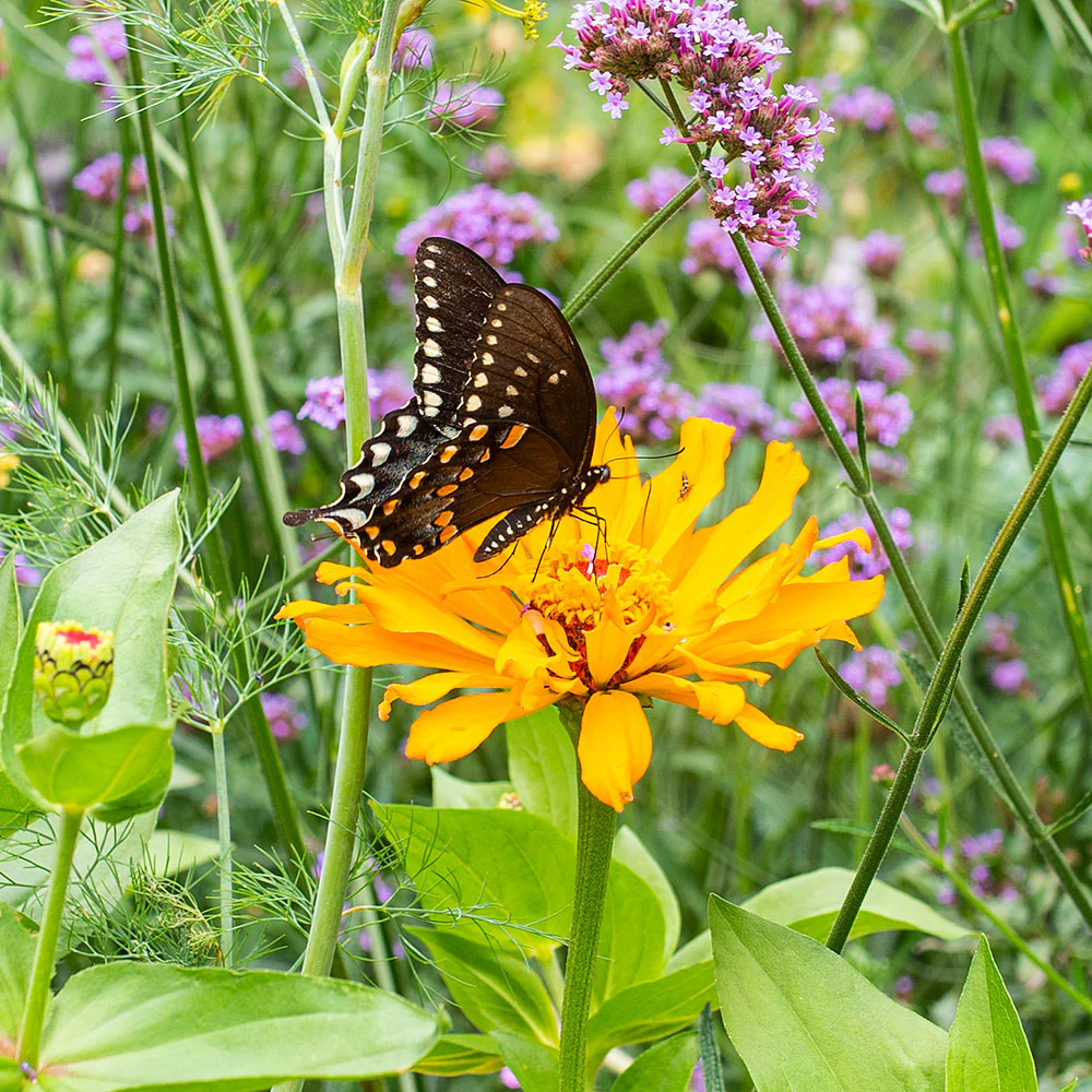 Zinnia 'Inca' - Image 2
