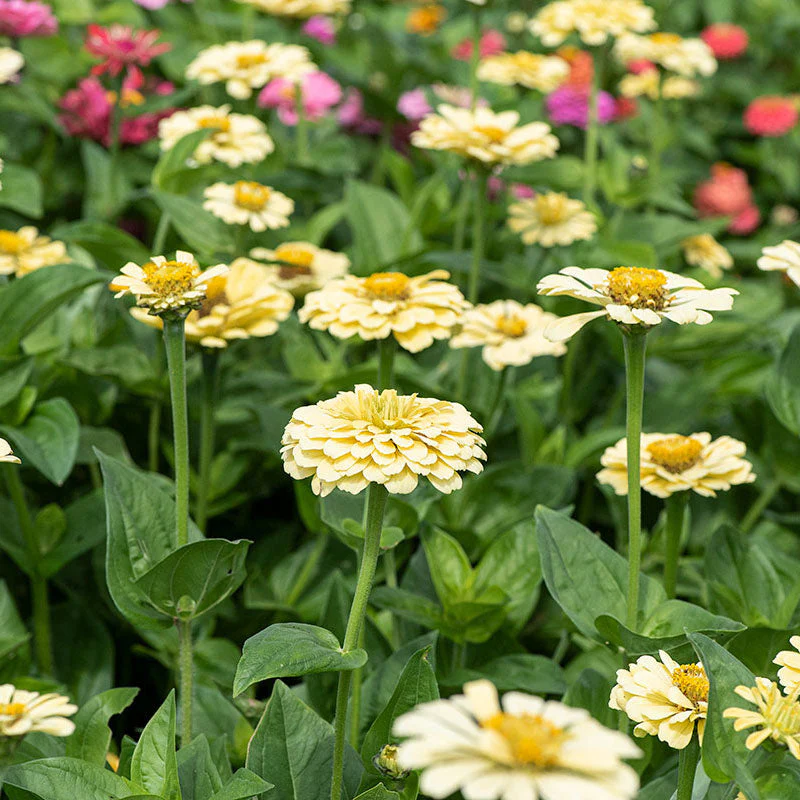 Zinnia 'Isabellina' - Image 2