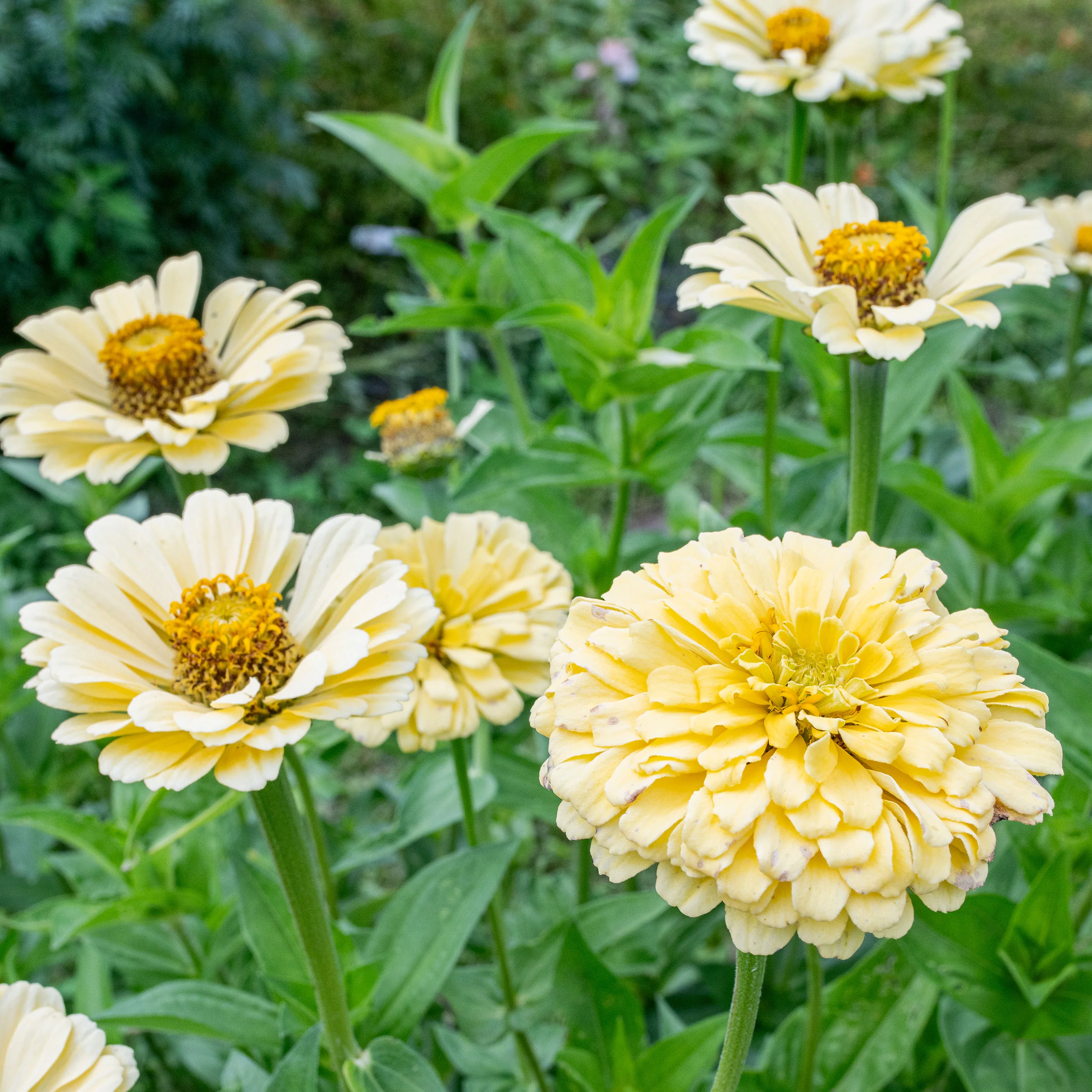 Zinnia 'Isabellina' - Image 3
