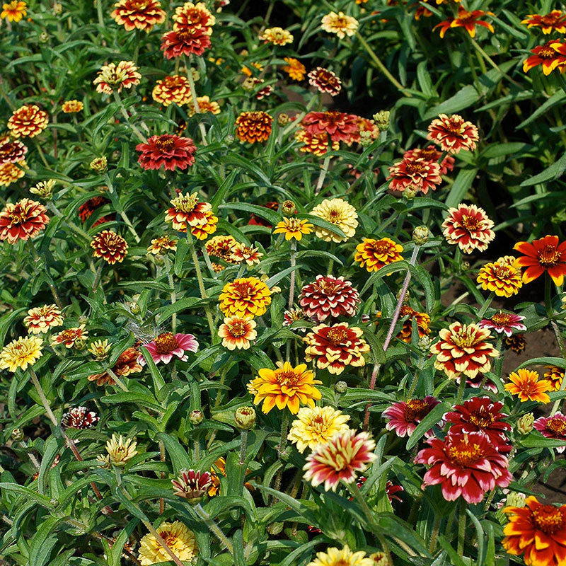 Zinnia 'Jazzy Mix' - Image 2