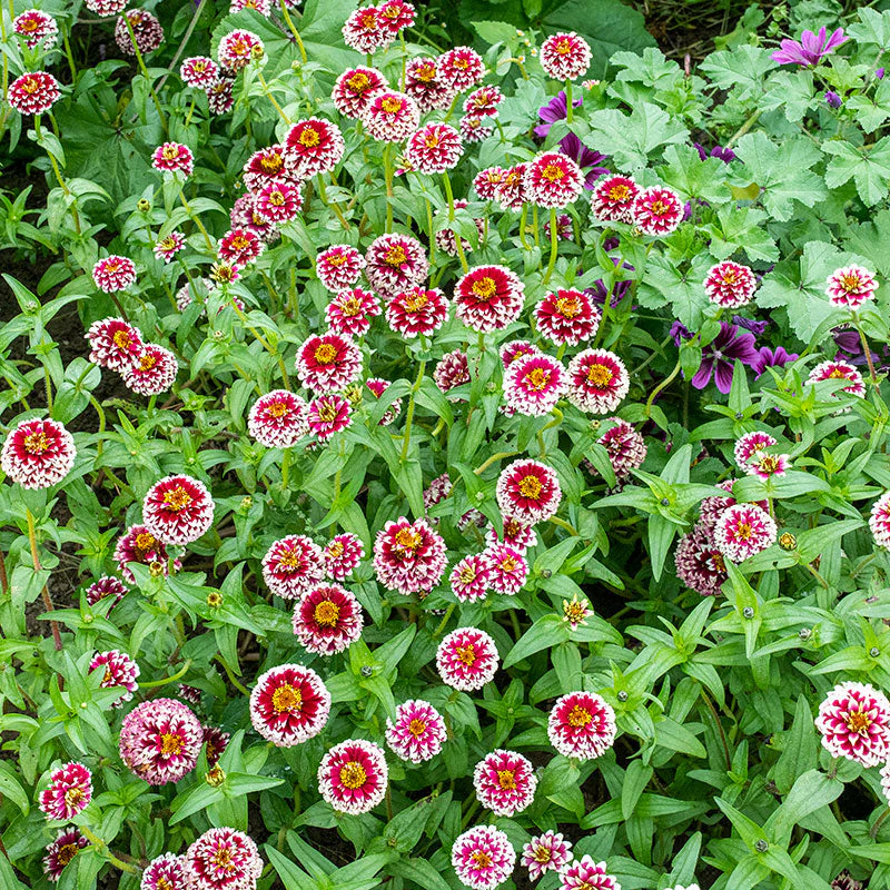 Zinnia 'Jazzy Red' - Image 2
