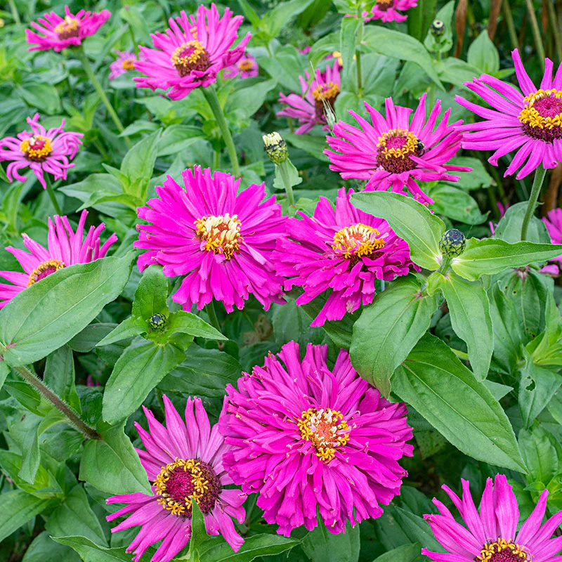 Zinnia 'Lilac Empress' - Image 2