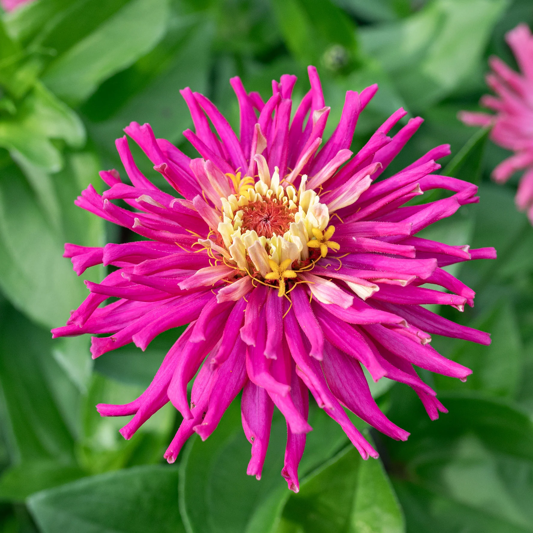 Zinnia 'Lilac Empress' - Image 3