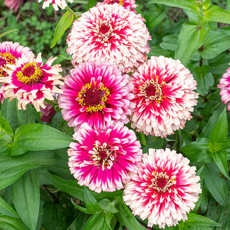 Zinnia 'Mazurkia'