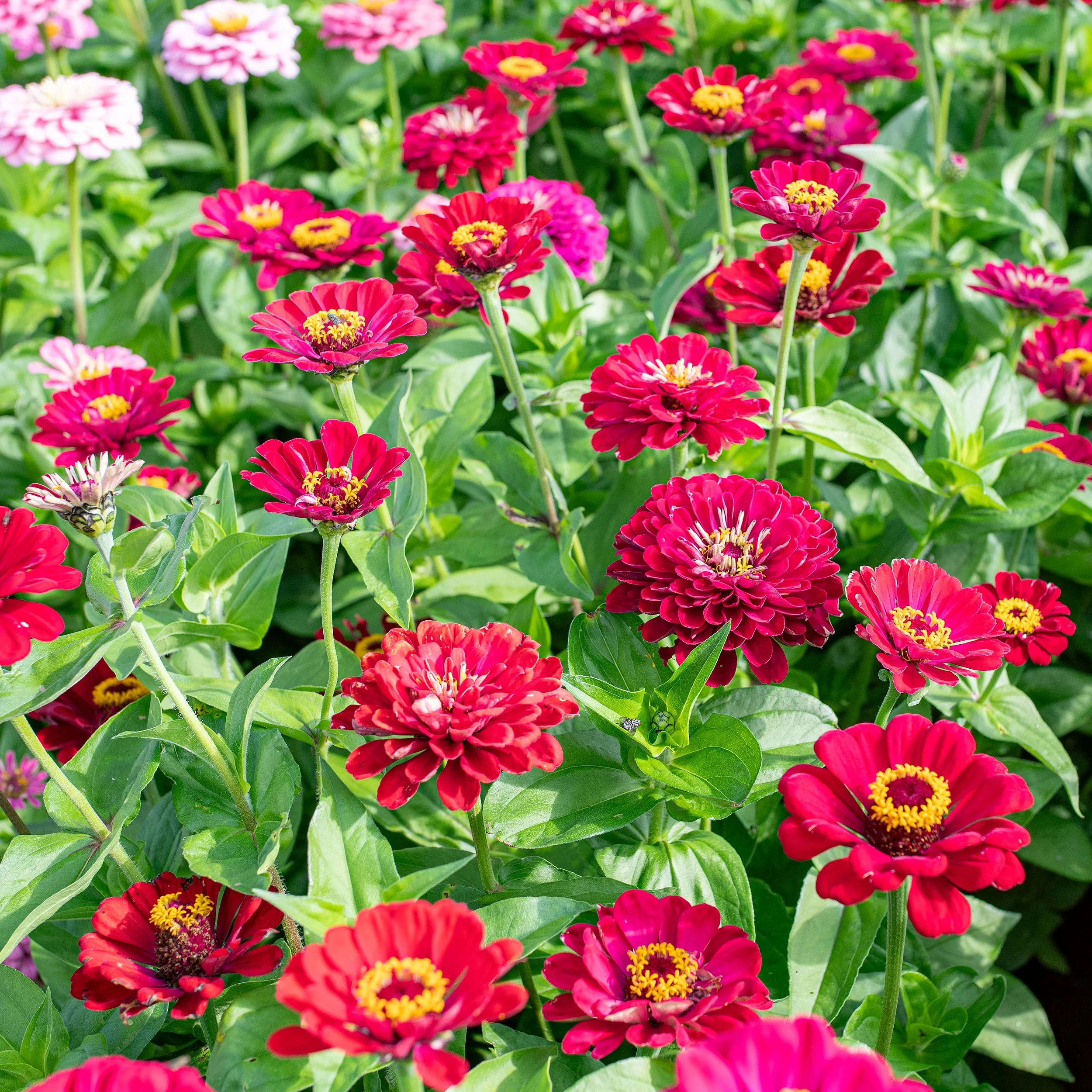 Zinnia 'Meteor' - Image 2