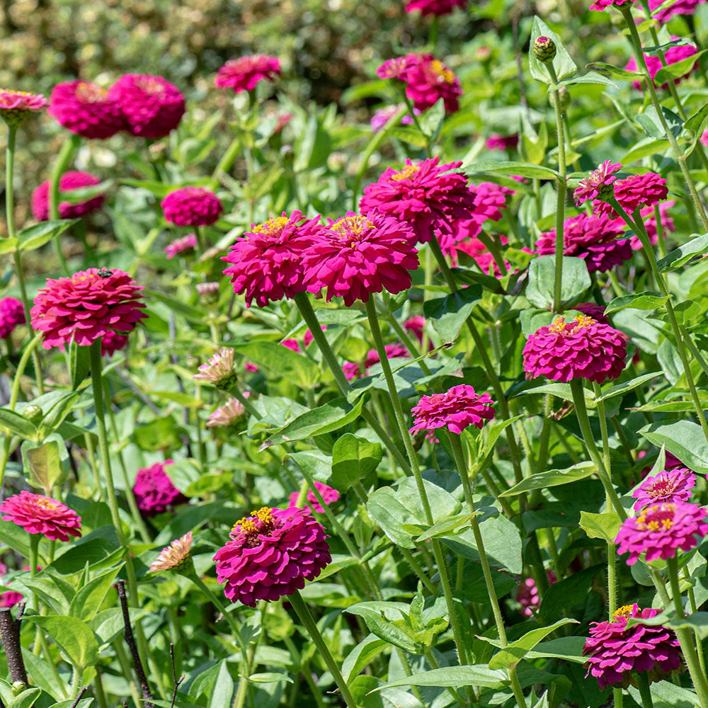 Zinnia 'Oklahoma Carmine' - Image 2
