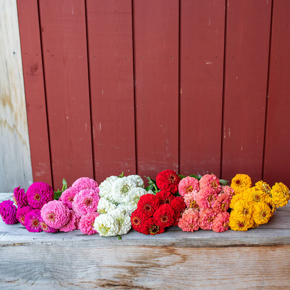 Zinnia 'Oklahoma Mix' - Image 2