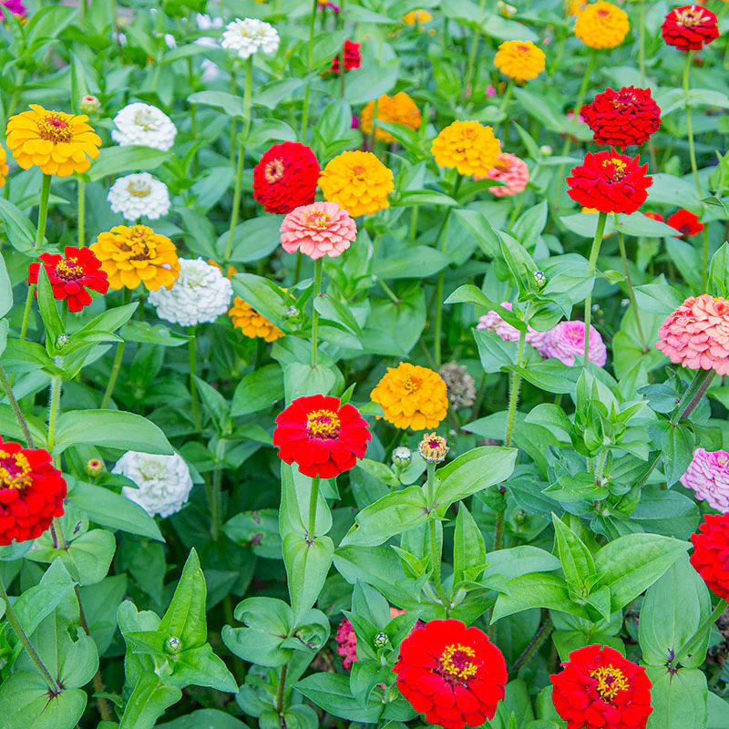 Zinnia 'Oklahoma Mix' - Image 3