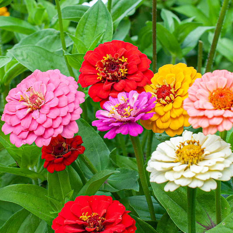 Zinnia 'Oklahoma Mix' - Image 4
