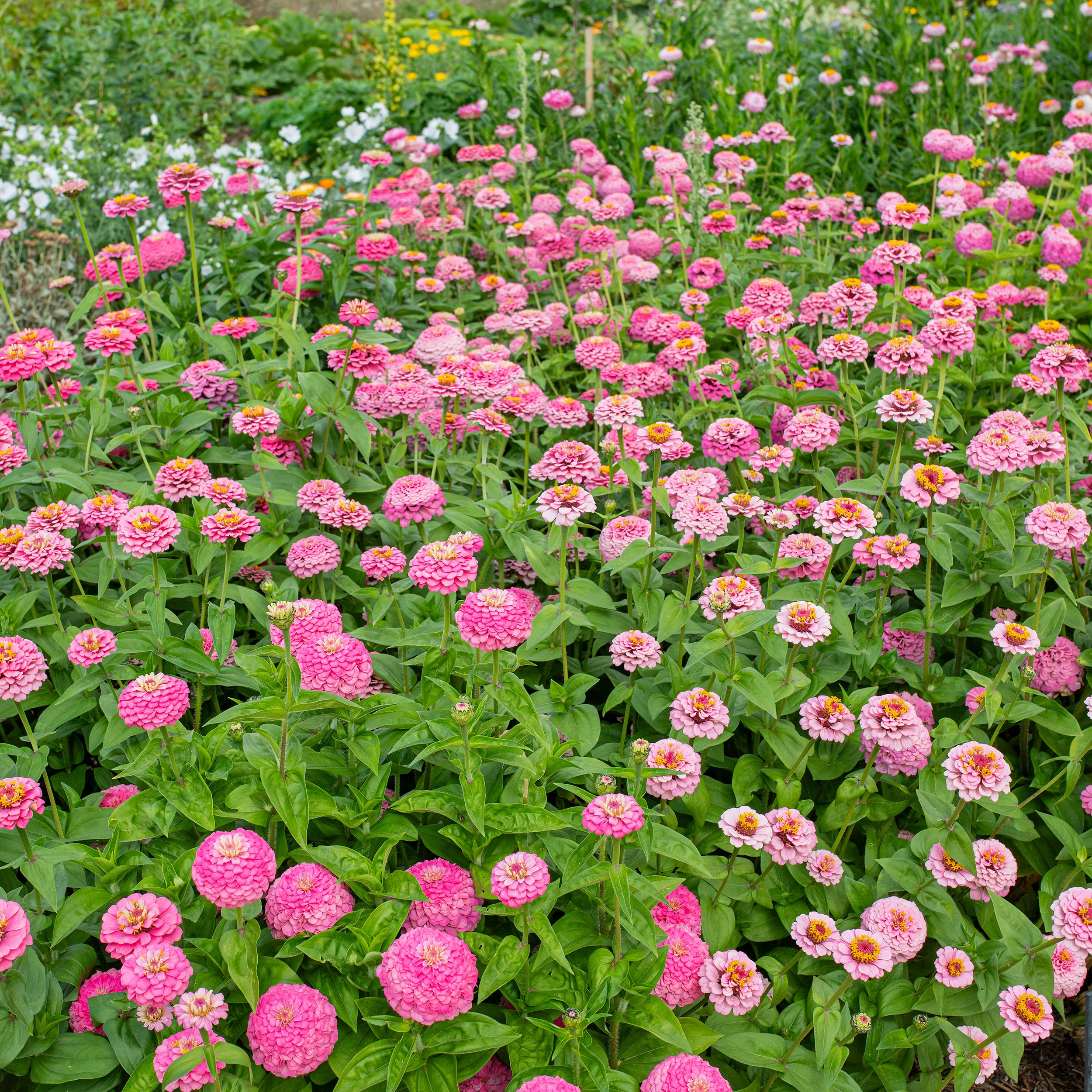 Zinnia 'Oklahoma Pink' - Image 2