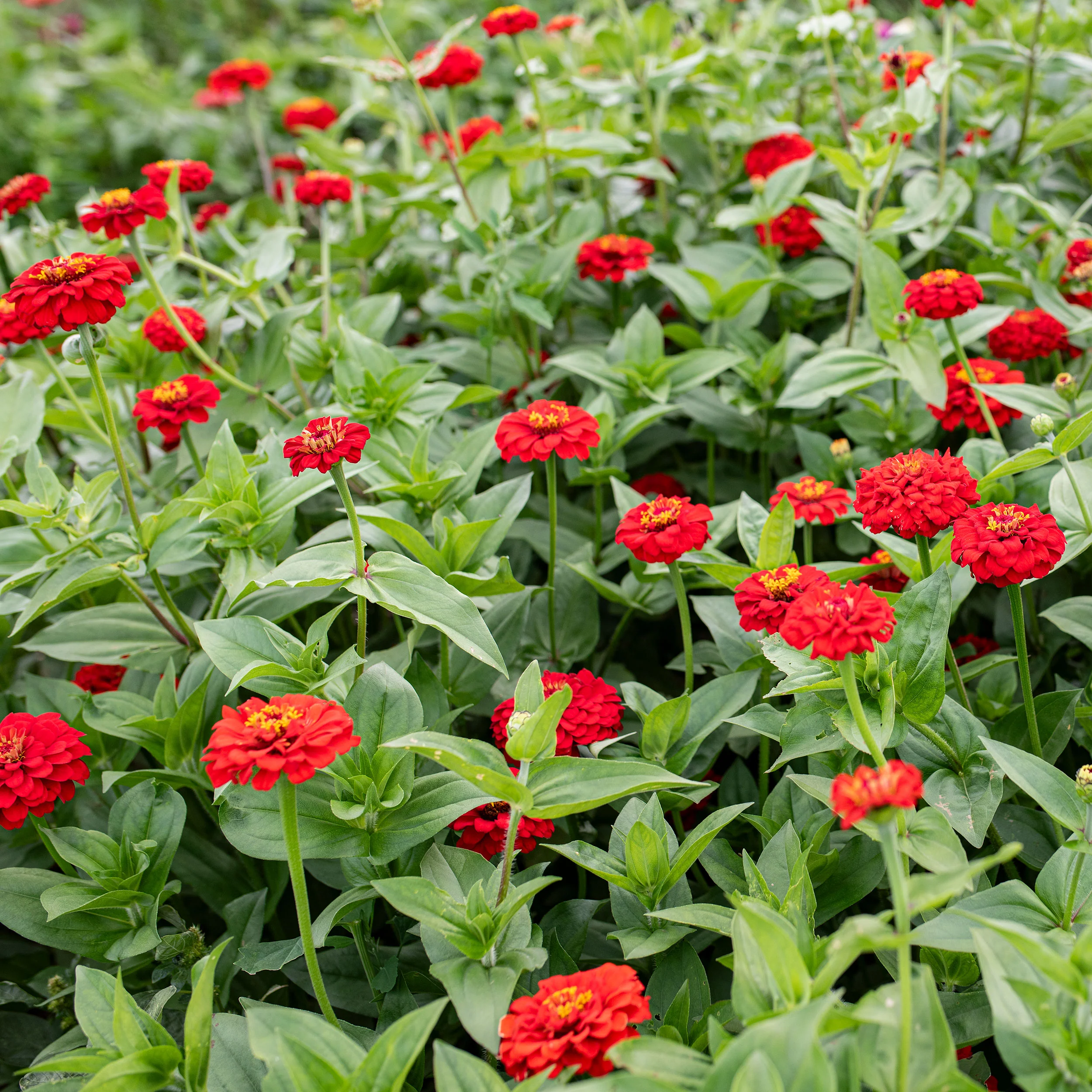 Zinnia 'Oklahoma Scarlet' - Image 2