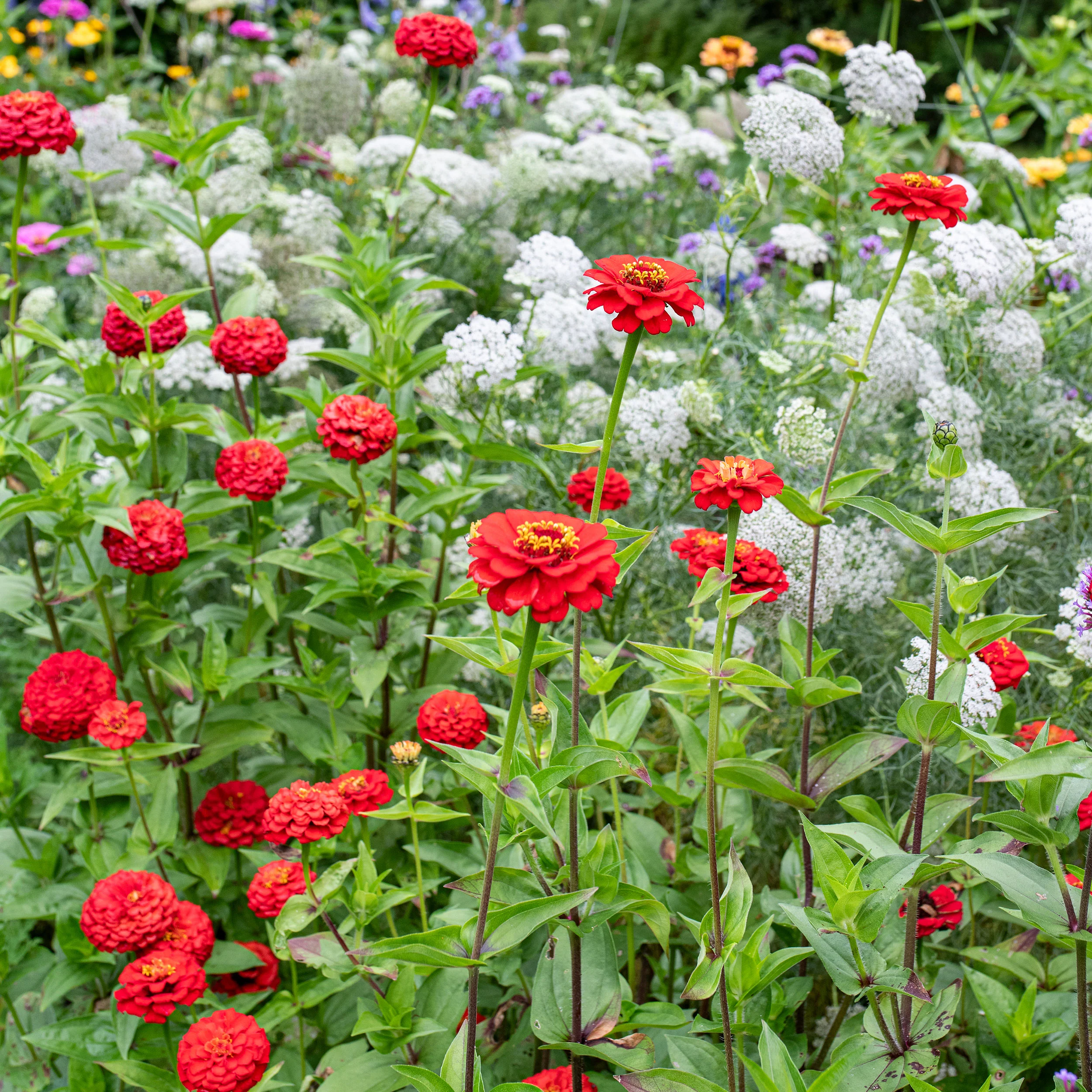 Zinnia 'Oklahoma Scarlet' - Image 3