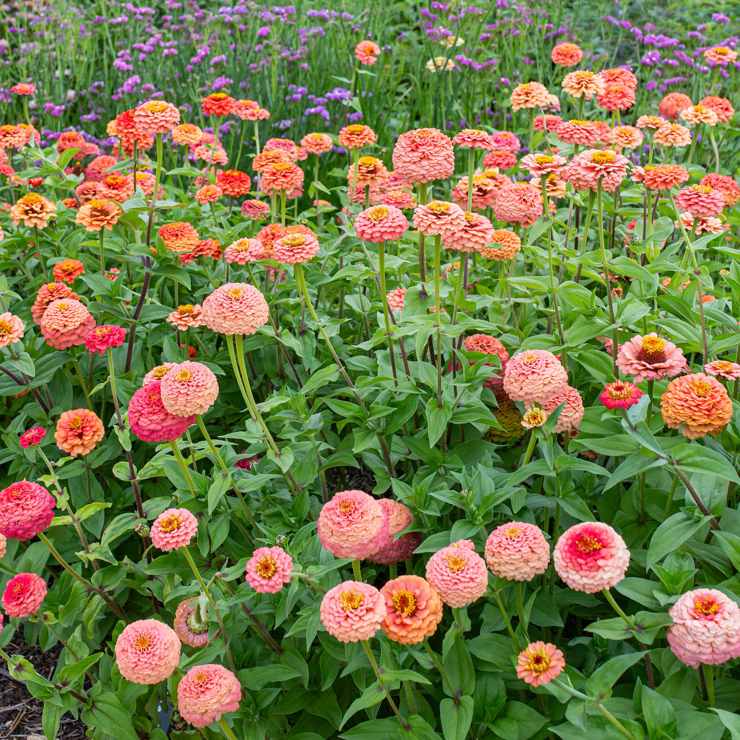 Zinnia 'Oklahoma Salmon' - Image 2