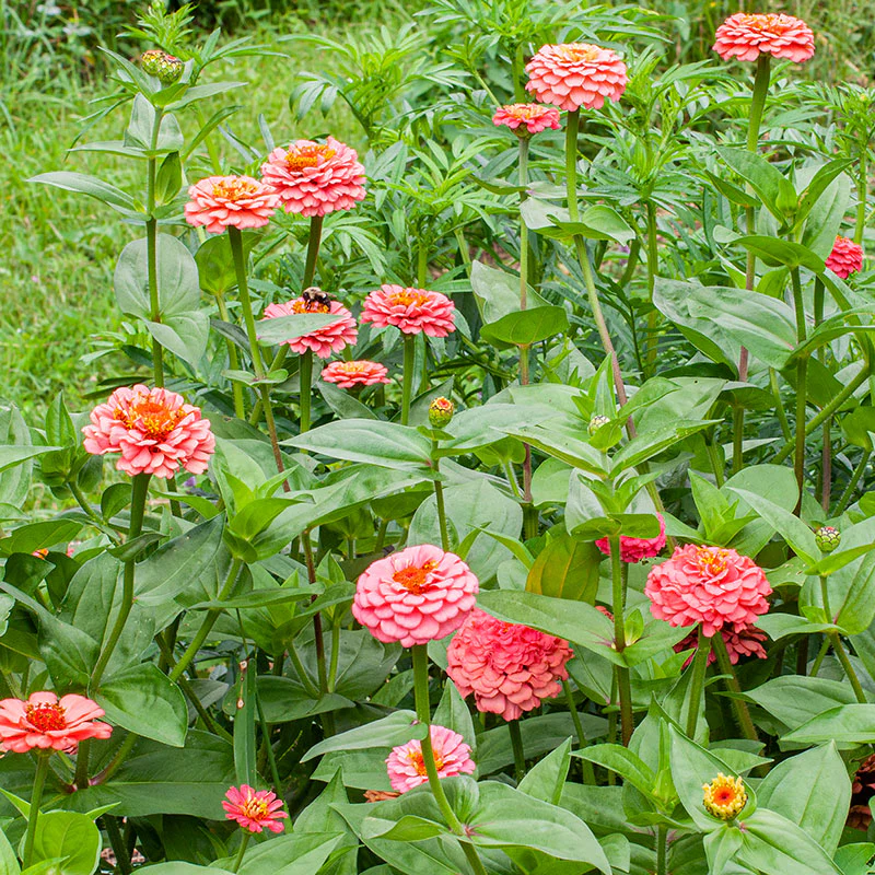 Zinnia 'Oklahoma Salmon' - Image 3