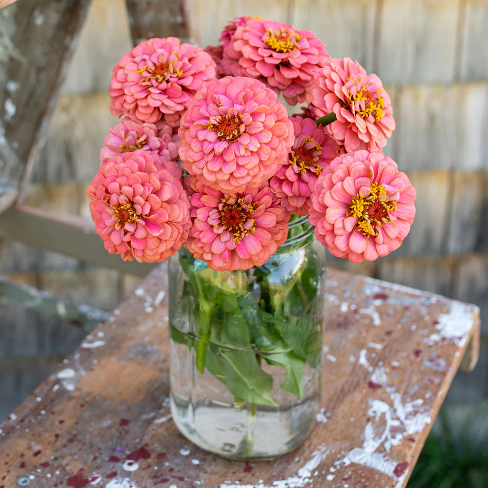 Zinnia 'Oklahoma Salmon' - Image 4