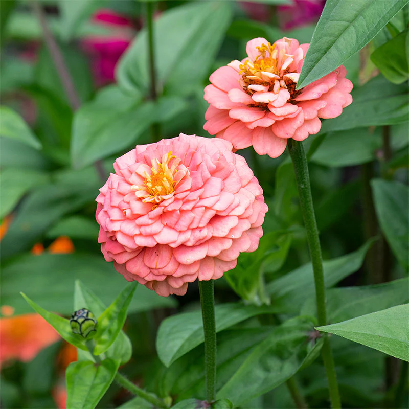 Zinnia 'Oklahoma Salmon' - Image 5