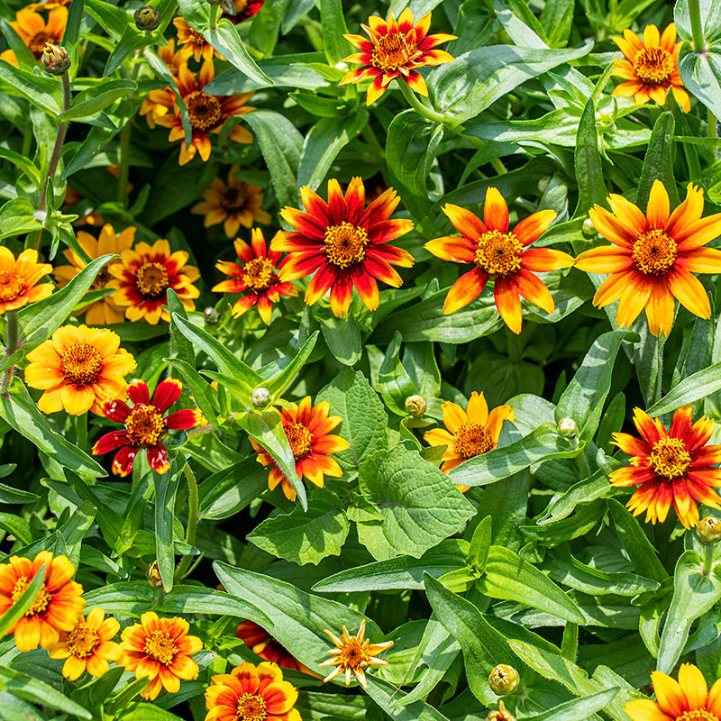 Zinnia 'Old Mexico' - Image 2