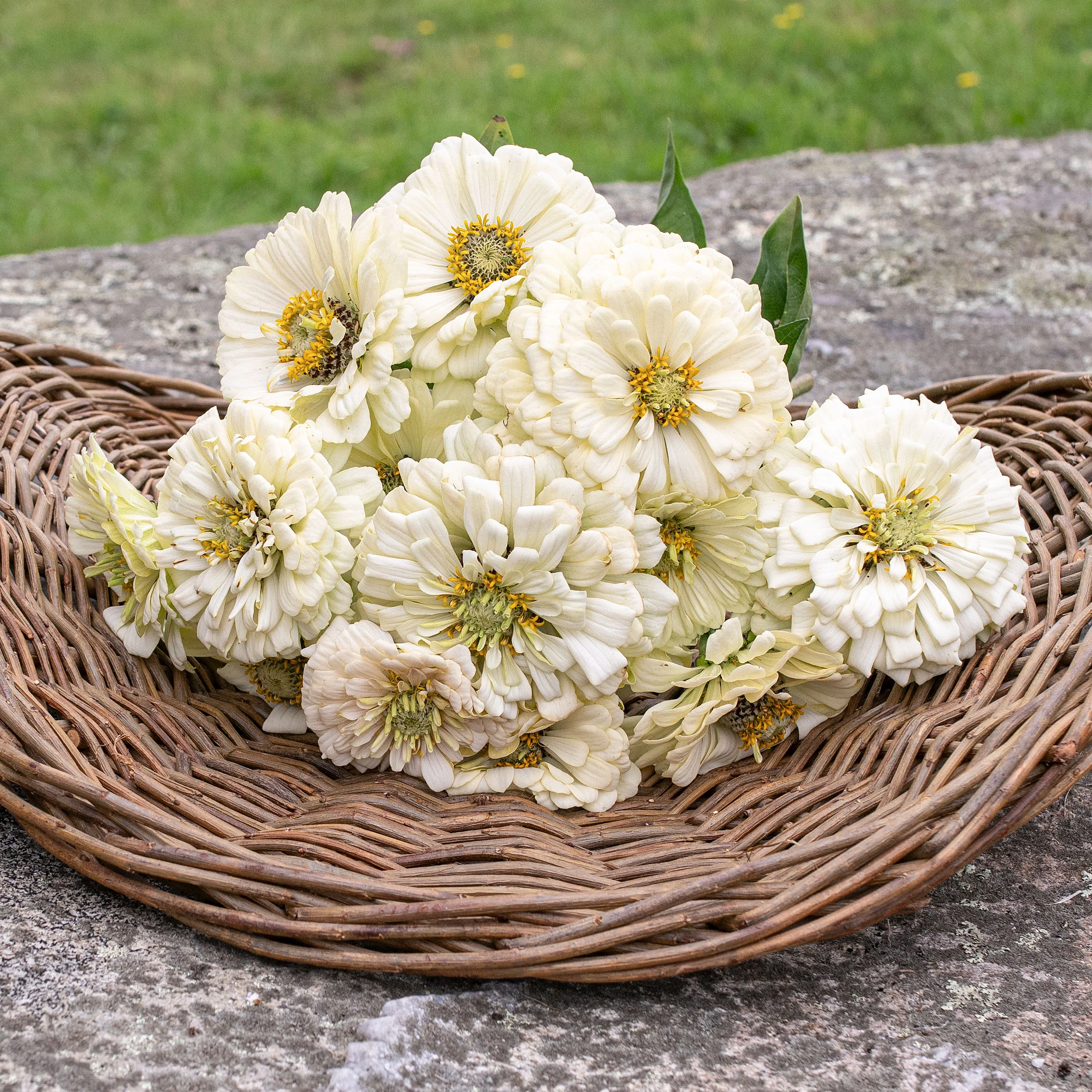 Zinnia 'Polar Bear' - Image 2