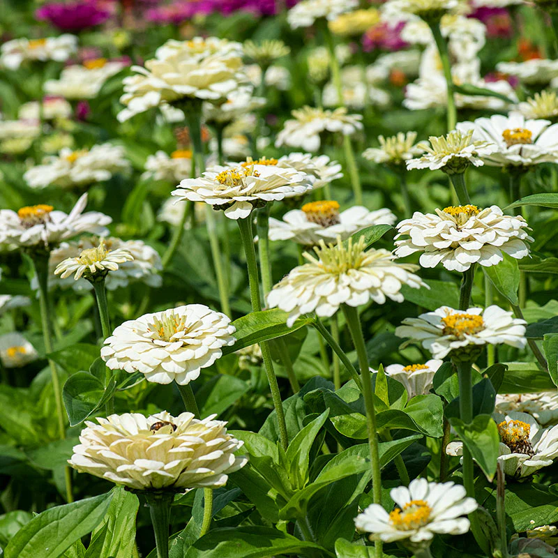 Zinnia 'Polar Bear' - Image 3