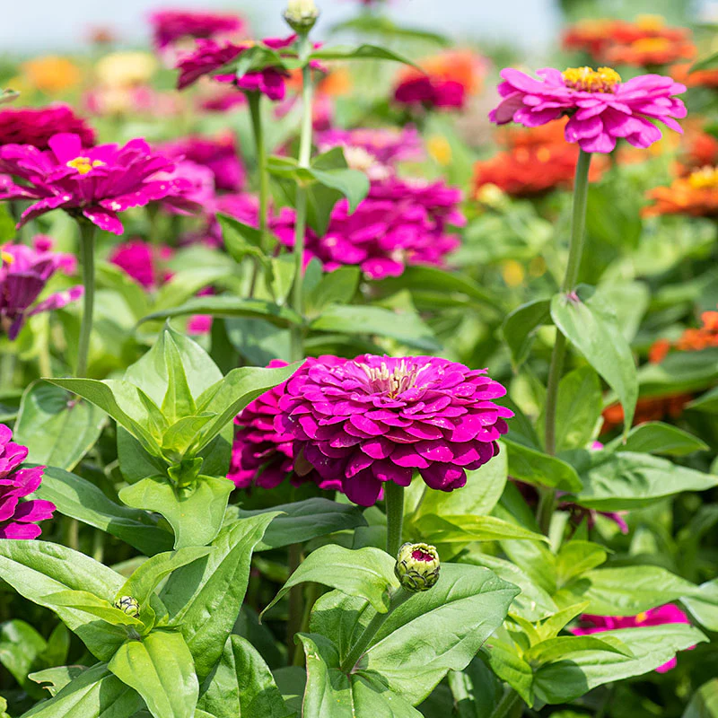 Zinnia 'Purple Prince' - Image 2