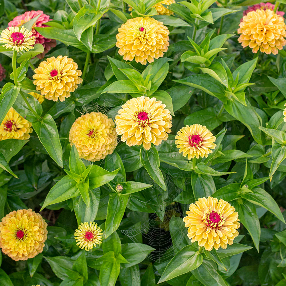 Zinnia 'Queeny Lemon Peach' - Image 2