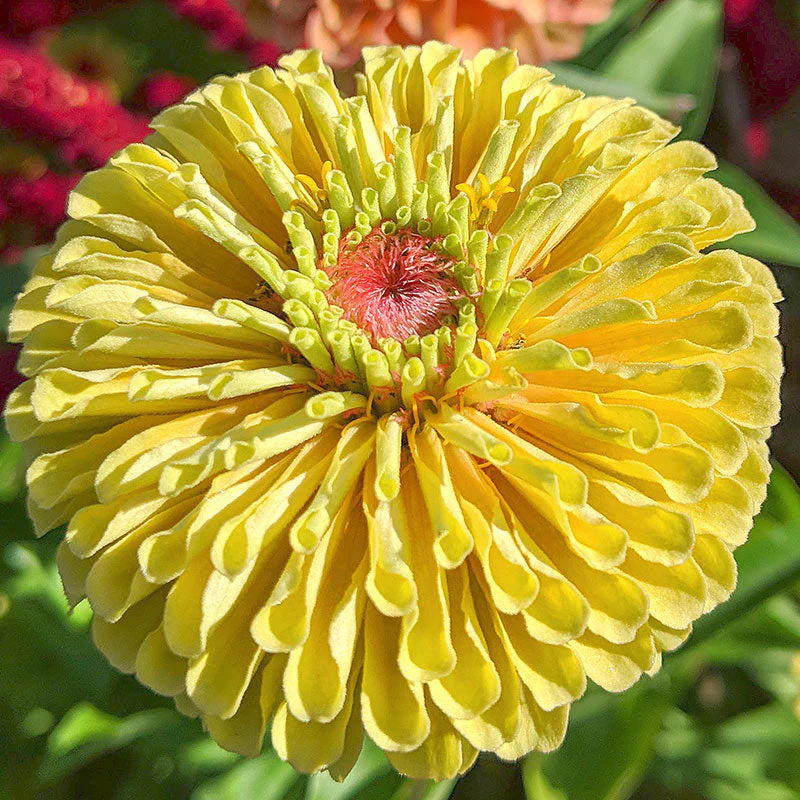 Zinnia 'Queeny Lemon Peach' - Image 3