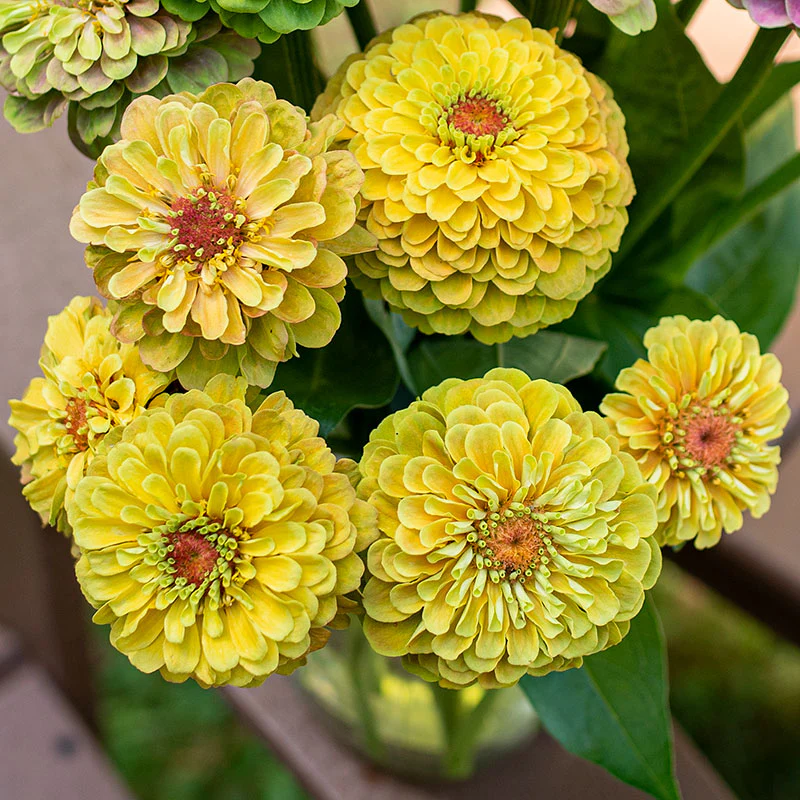 Zinnia 'Queeny Lemon Peach' - Image 4