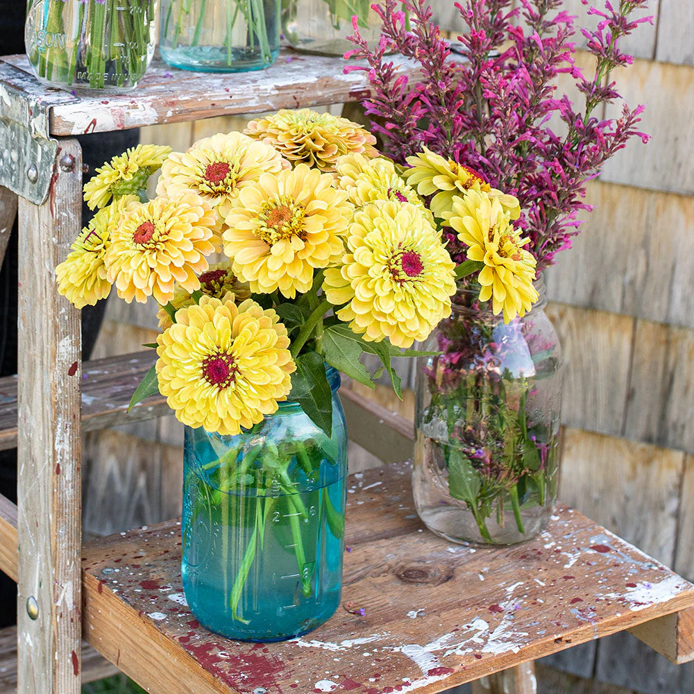 Zinnia 'Queeny Lemon Peach' - Image 5