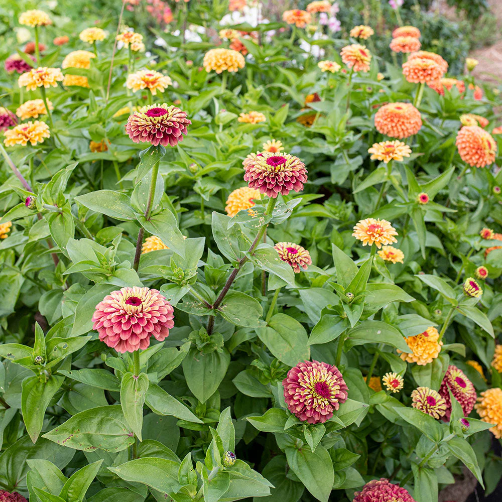 Zinnia 'Queeny Mix' - Image 2