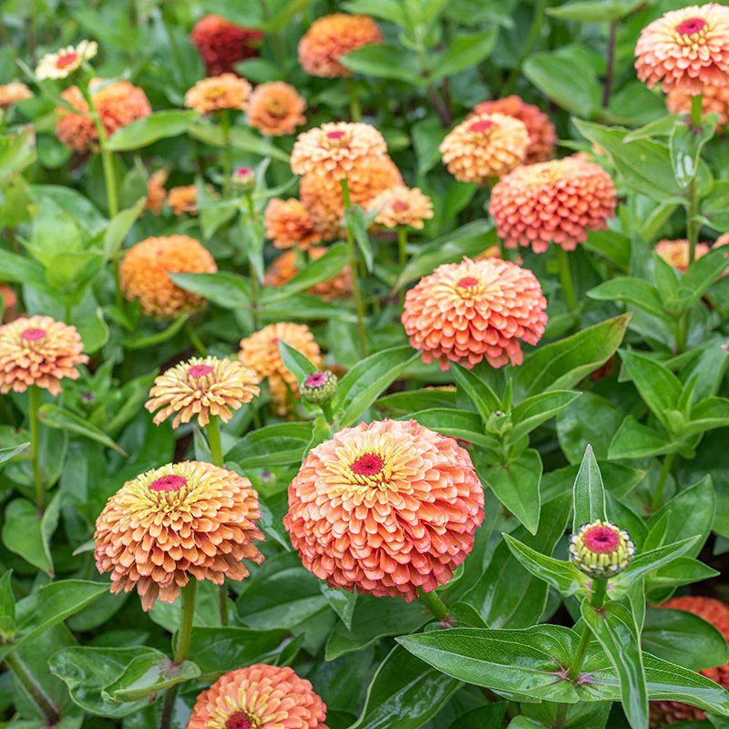 Zinnia 'Queeny Orange Lime' - Image 2