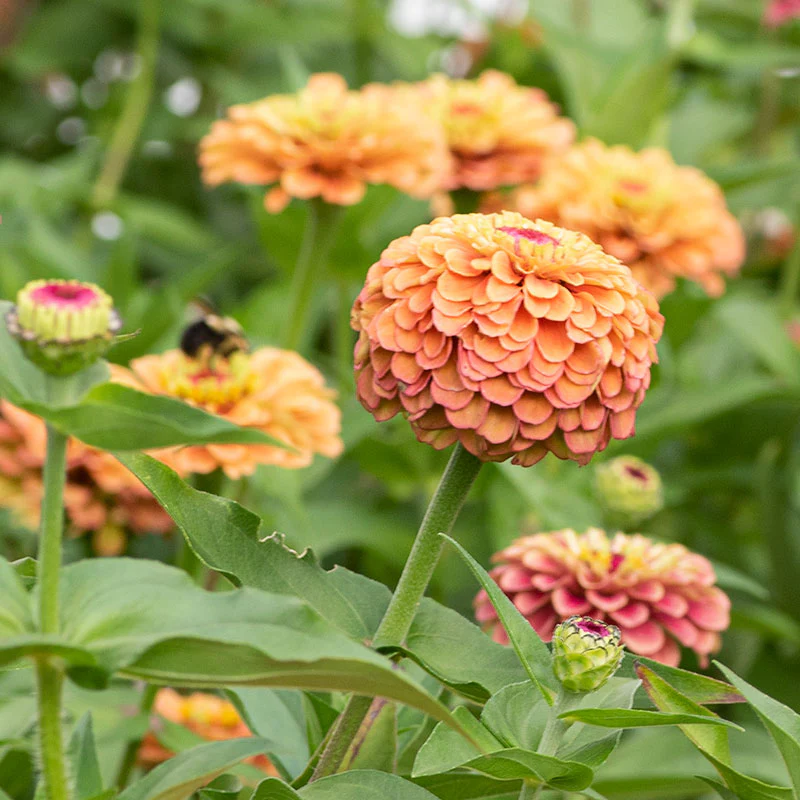 Zinnia 'Queeny Orange Lime' - Image 3