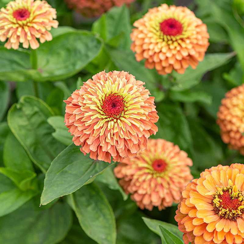 Zinnia 'Queeny Orange Lime' - Image 4