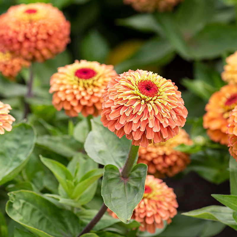 Zinnia 'Queeny Orange Lime' - Image 5
