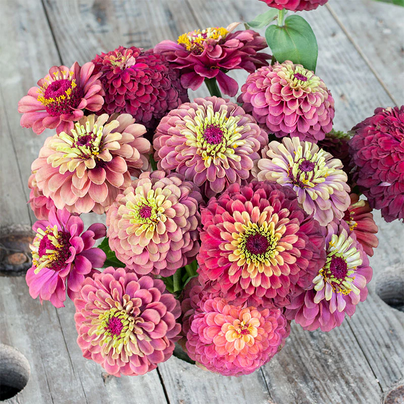 Zinnia 'Queeny Red Lime' - S2 - Image 3