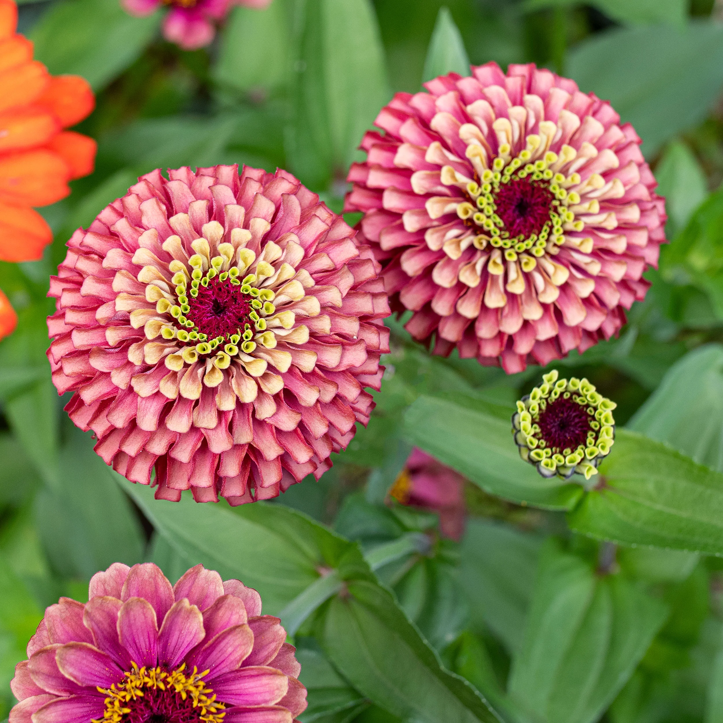 Zinnia 'Queeny Red Lime' - Image 2