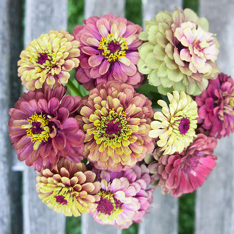 Zinnia 'Queeny Red Lime' - Image 3
