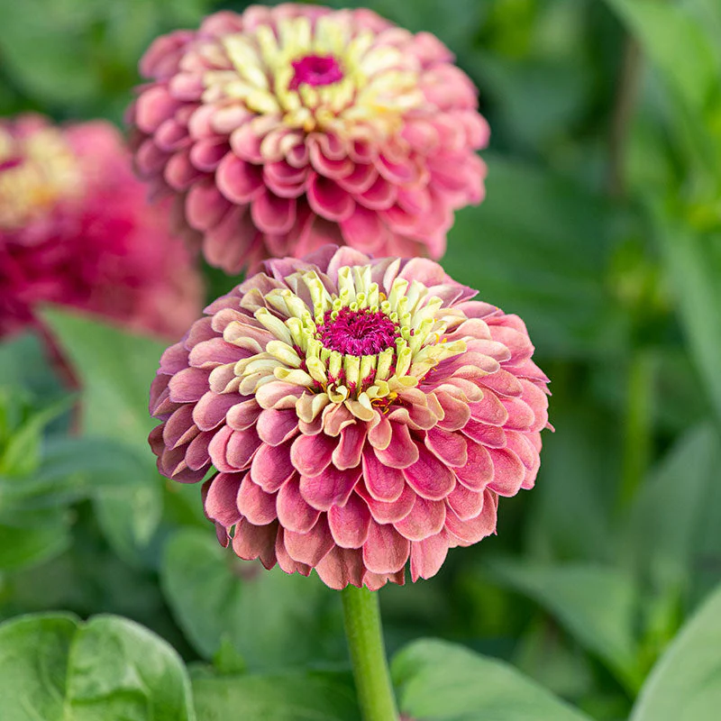 Zinnia 'Queeny Red Lime' - Image 4